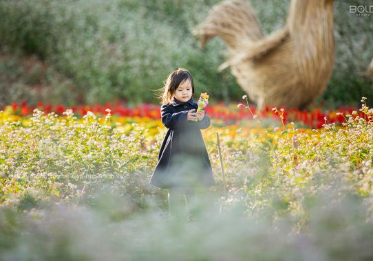Báo Phụ Nữ Life: Bộ ảnh em bé Đà Lạt hóa thiên thần trên thảo nguyên hoa tam giác mạch